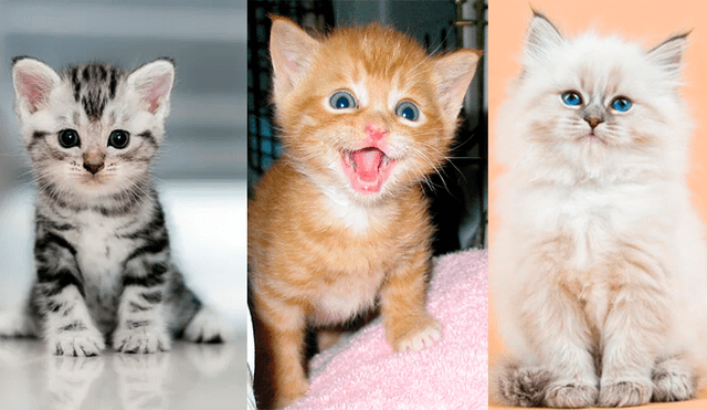 Día internacional del gato: ¿Por qué le dedicamos 24 horas del año a estos pequeños felinos?