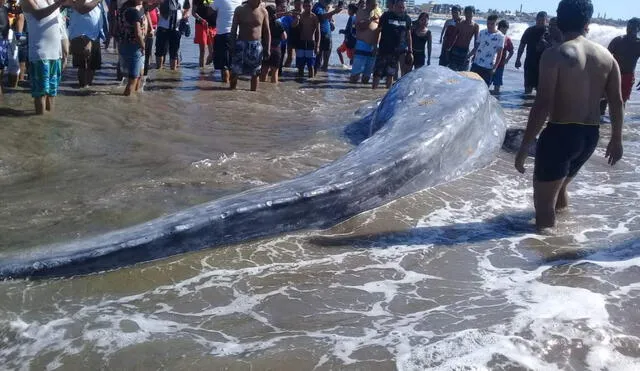 Una ballena muerta de 8 metros de largo quedó varada en la playa de Mazatlán.(Foto: Noroeste)
