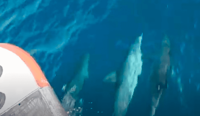 Desliza las imágenes hacia la izquierda para apreciar el amoroso gesto de unos delfines en la superficie del océano. Fotocaptura: Caters Clips.
