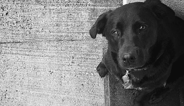 La enternecedora foto de 'Nala', la mascota de Emiliano Sala que aún lo espera [FOTO]