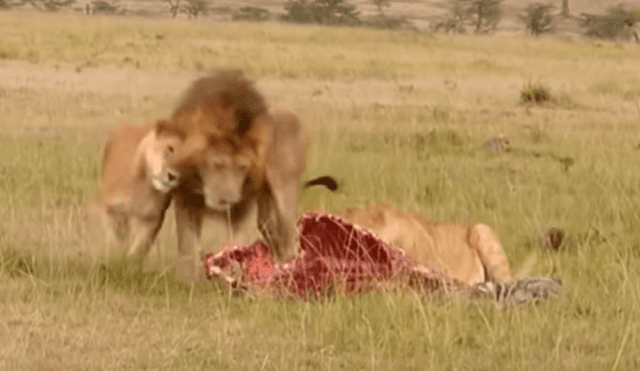 Las hienas se enfrentaron a la leona, pero cuando llegó el 'rey de la selva' huyeron aterrorizadas. Foto: captura