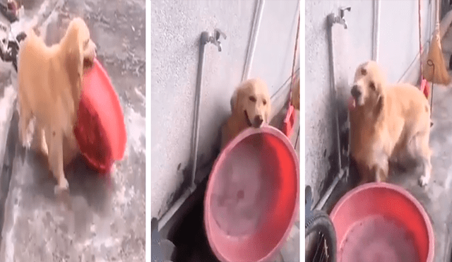 Facebook viral: perro quería bañarse y sorprende con técnica para hacerlo solo [VIDEO]