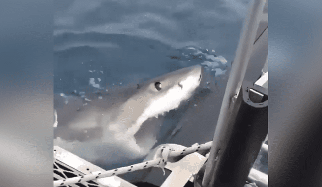 Desliza hacia la izquierda para ver el ataque del furioso tiburón que se volvió viral en Facebook.