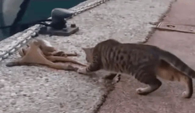 YouTube viral: enorme criatura emerge del mar y se enfrenta a curioso gato [VIDEO]