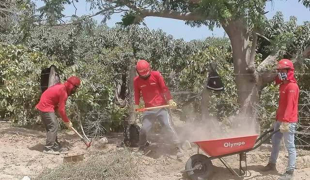Realizan trabajos de mantenimiento en Tambogrande. (Foto: Municipalidad de Tambogrande)