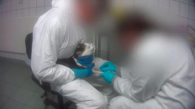 Video revela brutal maltrato contra monos y animales domésticos en laboratorio. Foto: Captura