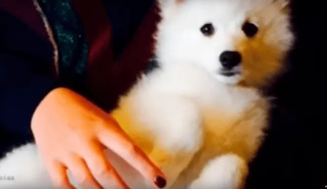 YouTube viral: pensó que su pequeña mascota era un perro, al conocer la verdad queda aterrada [VIDEO]