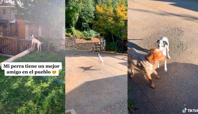 Desliza las imágenes para ver la curiosa escena que protagonizaron estos canes que se conocieron en cuarentena. Foto: captura de TikTok/ marianaroyo_