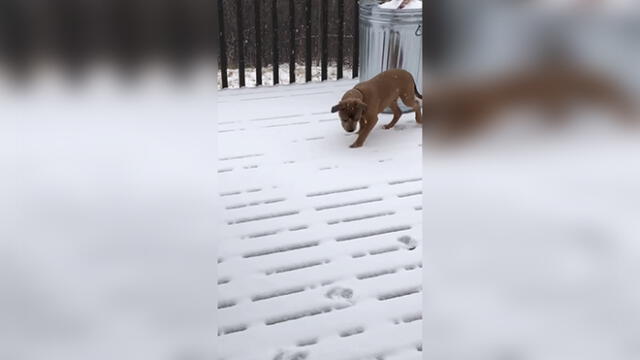 Facebook: Perro ve nieve por primera vez y tiene tierna reacción [VIDEO] 