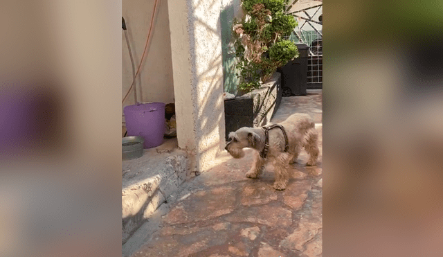 Desliza las imágenes para observar la conmovedora reacción de un perro al ser ‘regañado’ por su dueña. Foto: Captura.