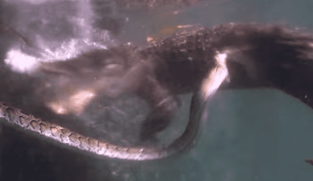 YouTube viral: buzo graba insólita pelea entre cocodrilo y serpiente que quería comérselo [VIDEO]