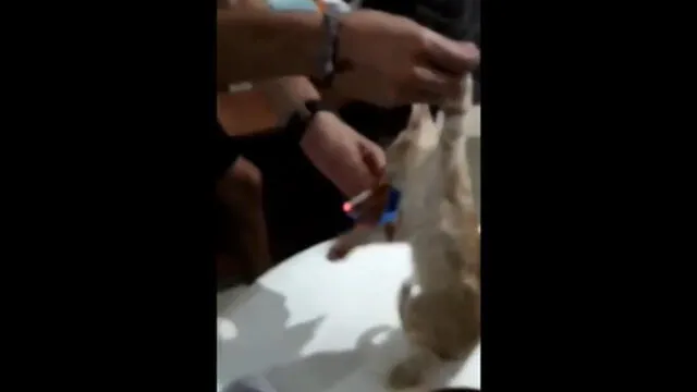 Maltratan a un gato introduciéndole un cigarro encendido en la boca [FOTOS y VIDEO]