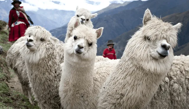La producción de alpacas es una actividad económica muy importante en nuestro país.Foto: Difusión.