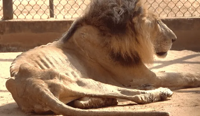 Venezuela: Cierran zoológico tras denuncias que animales mueren de hambre