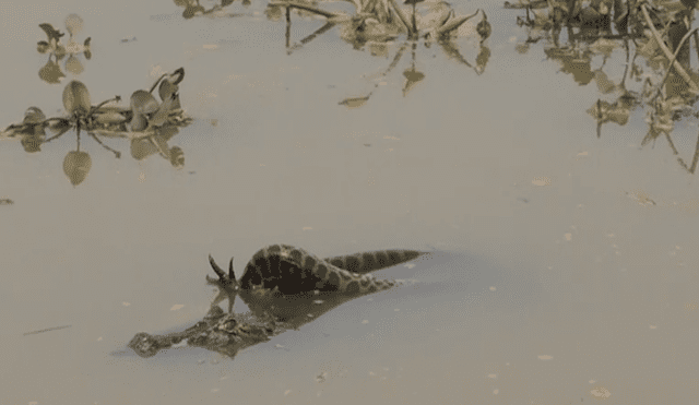 Desliza hacia la izquierda para ver la brutal pelea entre un cocodrilo con una anaconda en la selva de Brasil. El video es viral en YouTube.