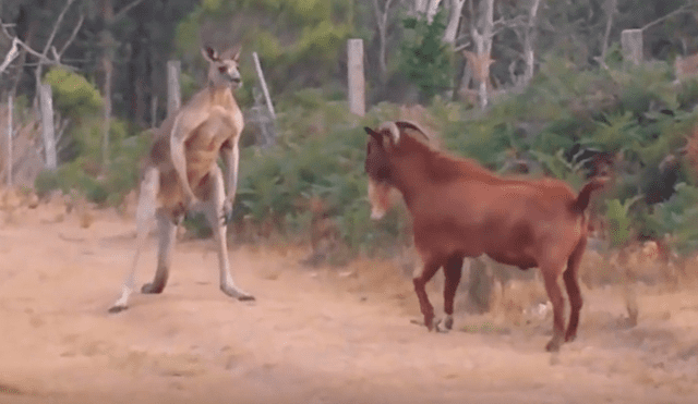 YouTube viral: cabra intenta atacar a canguro 'boxeador' y se lleva una terrible lección' [VIDEO]  