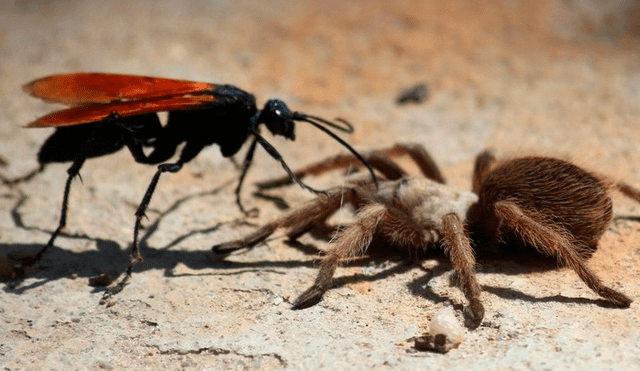 Solo uno de los insectos salió victorioso mientras al otro le deparó un trágico final. Foto: captura