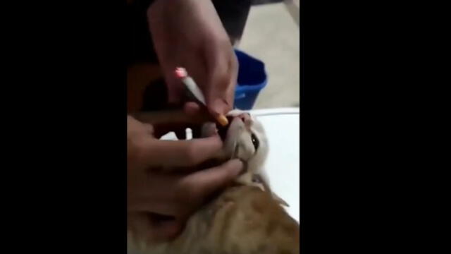 Maltratan a un gato introduciéndole un cigarro encendido en la boca [FOTOS y VIDEO]