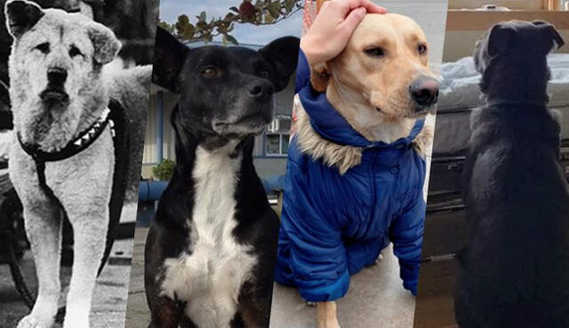 Los perros se caracterizan por demostrar un cariño incondicional hacia sus dueños. (Foto: Composición La República)