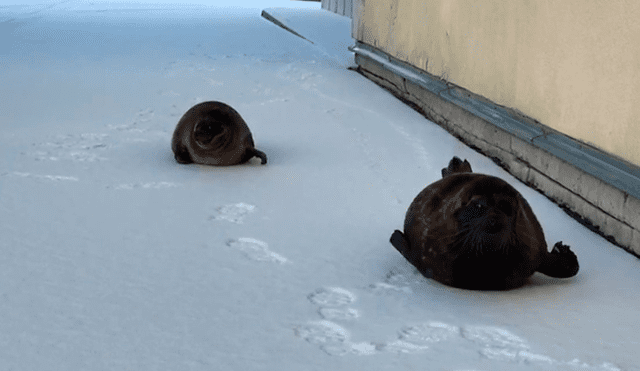 Desliza las imágenes para ver a las focas paseando por las calles de Rusia. Foto: captura de YouTube