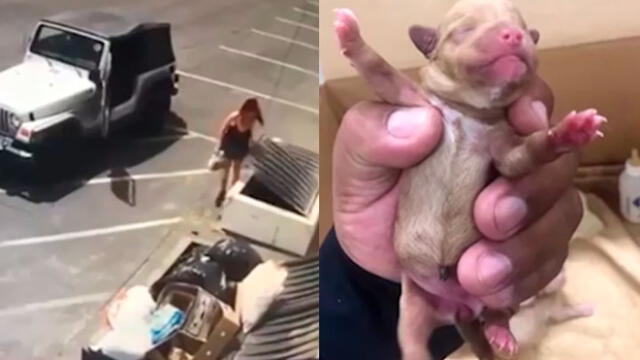 Youtube: mujer arrojó una bolsa con siete perritos a la basura [VIDEO]