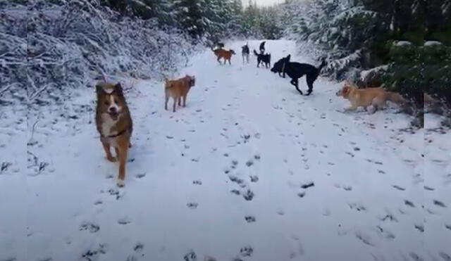Desliza las imágenes para ver más sobre la graciosa conducta de unos canes al pasear por la nieve. Foto: captura de YouTube