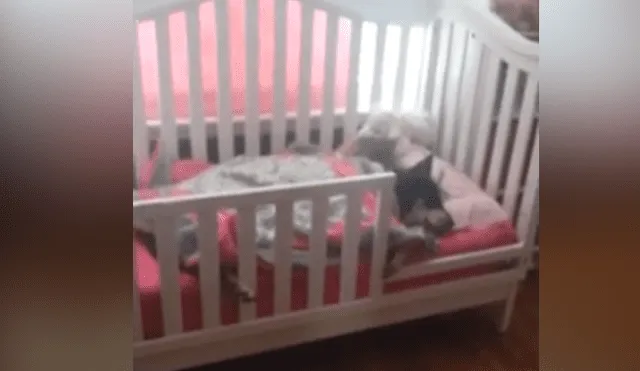 Un video viral de YouTube registró Lo que hacía un perro en ausencia de sus amos.
