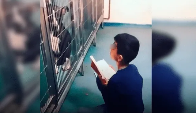 Es viral en Facebook. Tiene solo 10 años y es un ferviente voluntario de un refugio para perros rescatados. Su historia ha conmovido al mundo