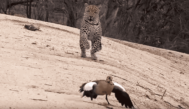 YouTube viral: un feroz leopardo intentó de atacar a unos gansos sin imaginar que sería víctima de una trampa [VIDEO] 