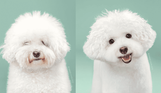 En Instagram: 8 perros antes y después de cortarse el pelo [FOTOS]