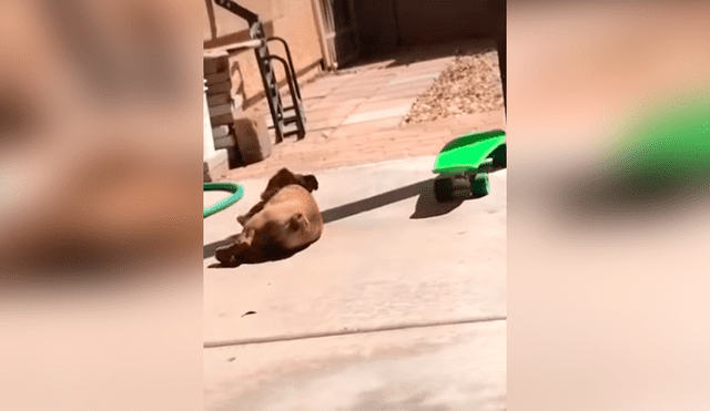 Desliza las imágenes hacia la izquierda para observar el esfuerzo de un perro para aprender a manejar una patineta.