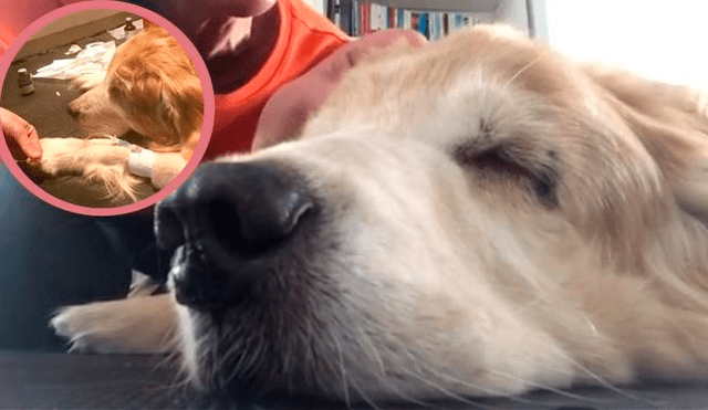 Mujer le canta al oído a su perro antes de su muerte y conmueve al mundo 