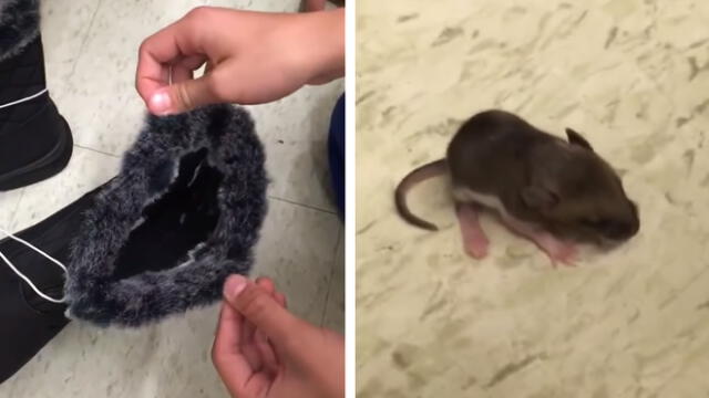 Facebook: Compró un par de botas y encontró una familia de ratones en su interior