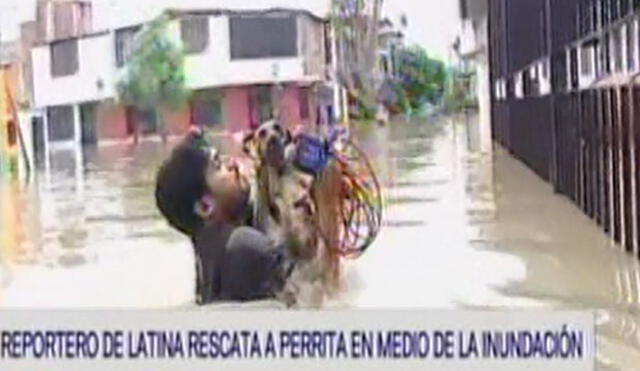 Piura: Reportero rescata a una perrita perdida en inundación 