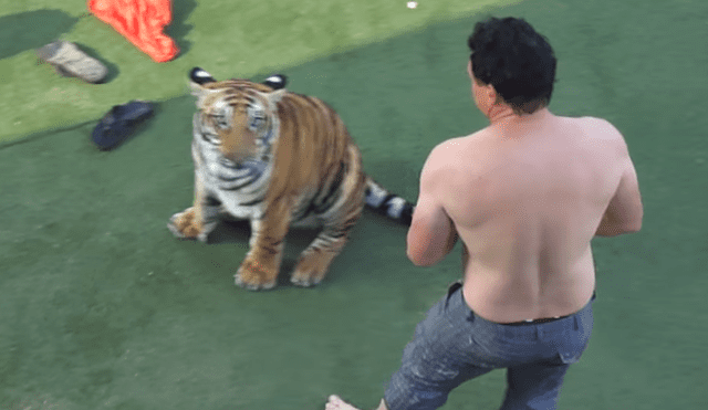 Arriesgado cuidador que aparece en el video de YouTube intentó adiestrar a un enfurecido tigre.