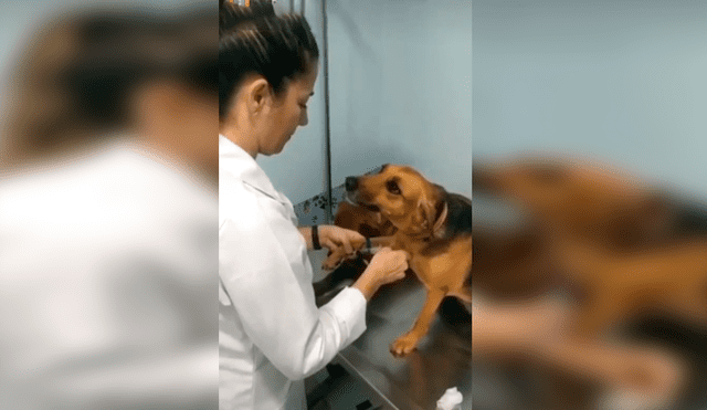 En Facebook, un perro sorprendió con su emotiva reacción cuando le colocaron una inyección en su pata.