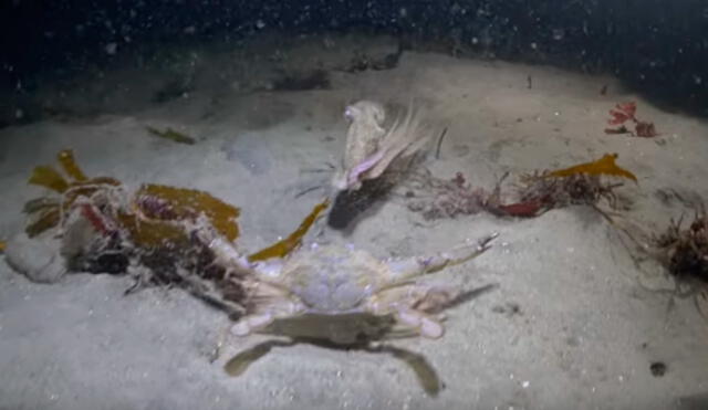 YouTube: pelea entre pulpo y cangrejo tiene impensado final | VIDEO