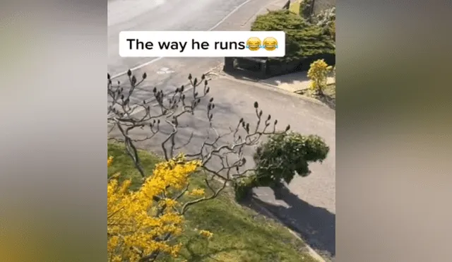 A través de TIkTok se hizo viral el momento en que un hombre sale a la calle disfrazado de arbusto en la cuarentena.