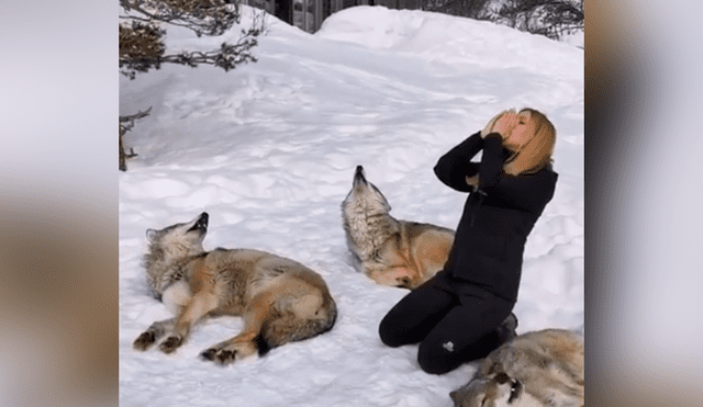 Los lobos reaccionaron de una forma increíble tras oír el aullido de la mujer. Foto: captura