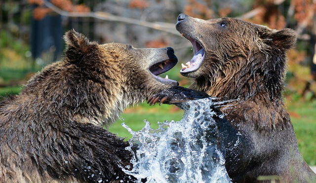 La bilis de osos se utiliza desde hace gran cantidad de años en China. Ahora se aplicará en el combate contra el nuevo coronavirus. Foto: Pixabay (referencial)