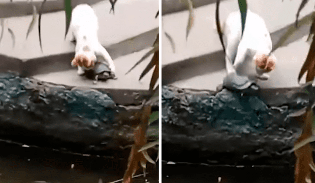 Vía Facebook. El gato se percató del esfuerzo del reptil por bajar unas gradas e intentó ayudarla protagonizando un curioso desenlace que ha causado diversas reacciones