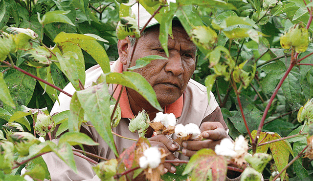 Producción de algodón en Piura.