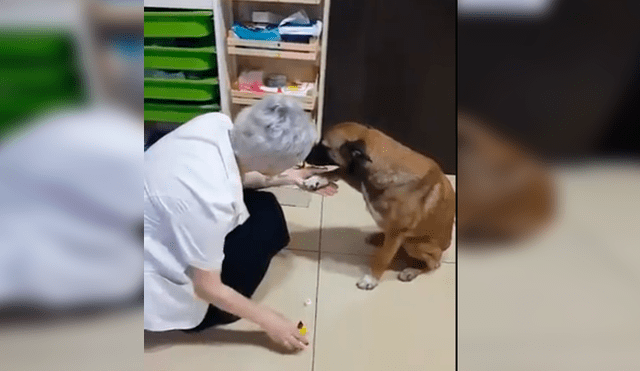 Perro de la calle protagonizó un conmovedor video viral de Facebook tras ser auxiliado por una farmacéutica