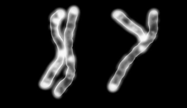 Los hombres y las mujeres comparten 22 pares de cromosomas. Sin embargo, el par número 23 es diferente: las mujeres tienen 2 cromosomas X y los hombres albergan X e Y. Foto: Science Photo Library