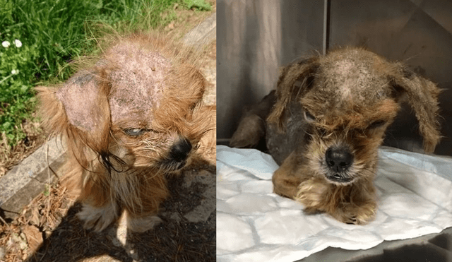 Facebook viral: mujer rescata a perro, le cura sus heridas y ahora tiene un cambio radical [FOTOS]