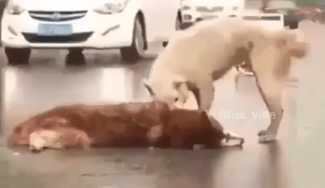 Facebook: conmovedor llanto de un perro que ve a su compañero herido en la pista impacta a miles [VIDEO] 