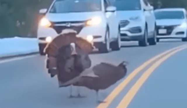 YouTube viral: pavo detiene varios vehículos para que su familia cruce peligrosa vía [VIDEO]