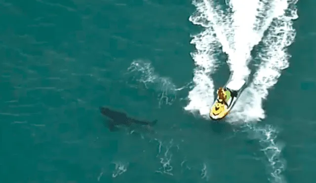 Surfista falleció tras ser atacado por un tiburón blanco de tres metros en Australia. Foto: Captura