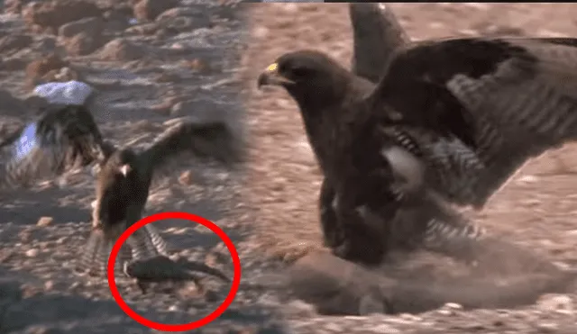 Una voraz águila atacó brutalmente a criatura en desierto.