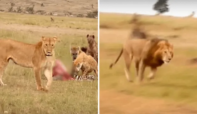 Las hienas se enfrentaron a la leona, pero cuando llegó el 'rey de la selva' huyeron aterrorizadas. Foto: captura